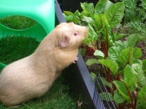 Fred sometimes found it hard to resist the vegetables next to the run!