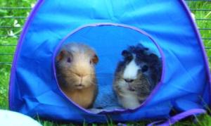 Fred and Victor in the tent in the garden